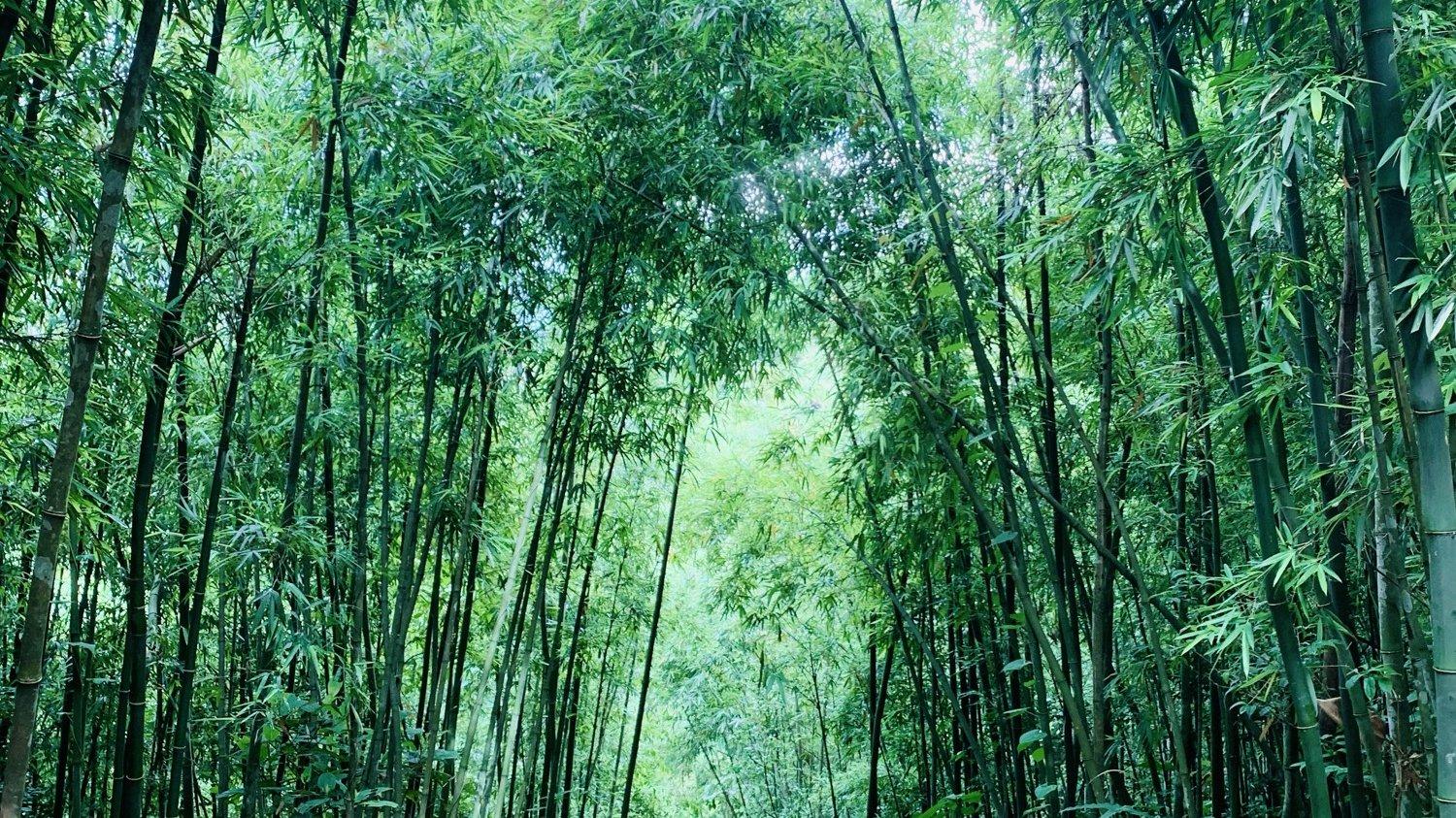 Sa Seng mountain trail